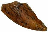 Serrated, Raptor Tooth - Real Dinosaur Tooth #295951-1